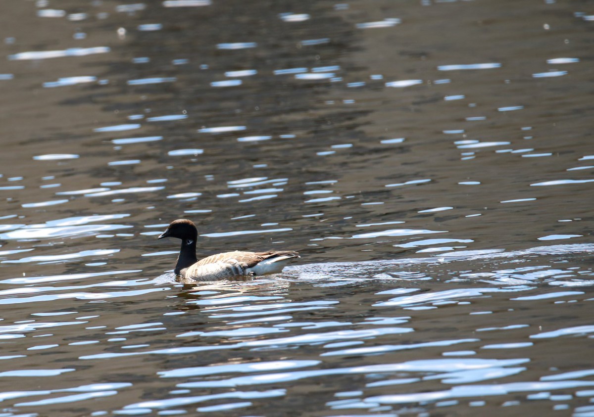 Brant - ML620470439