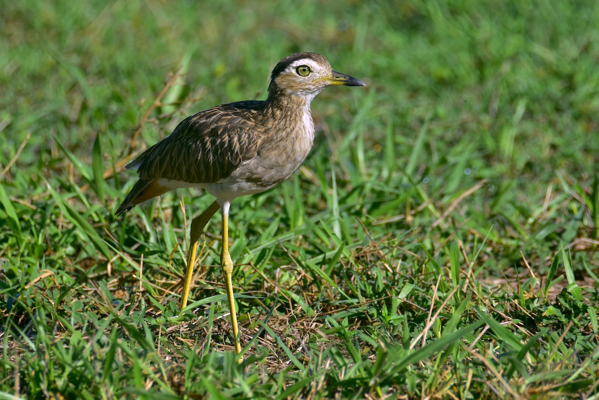 Double-striped Thick-knee - ML620470447