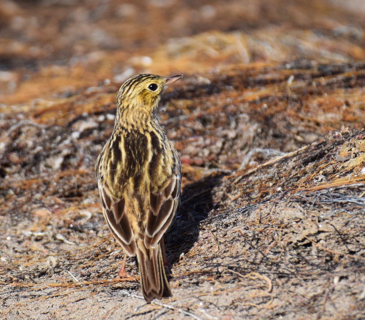 Correndera Pipit - ML620470451