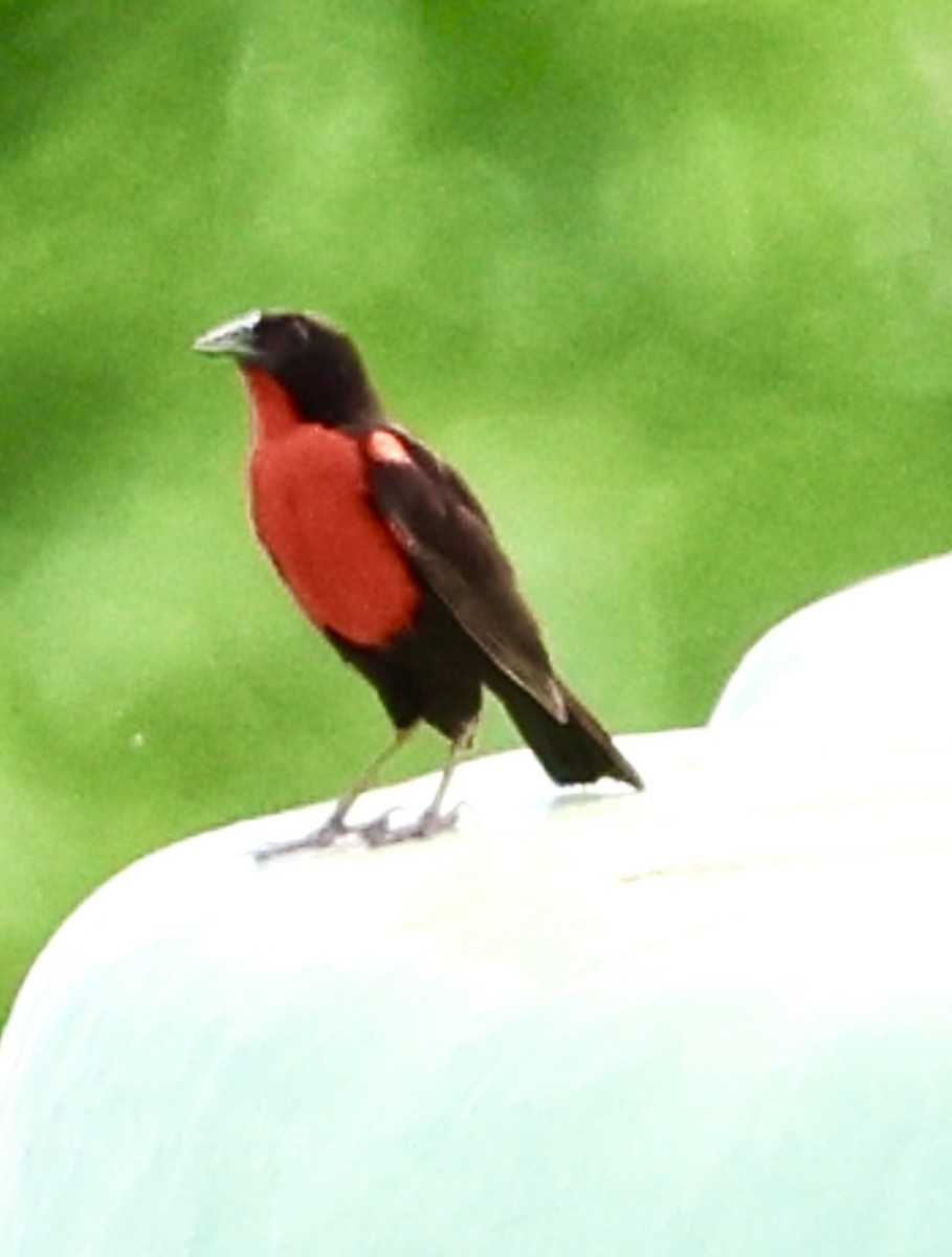 Red-breasted Meadowlark - ML620470452