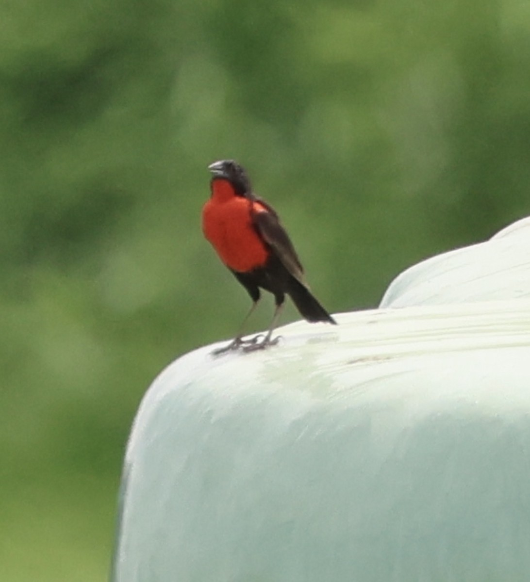Red-breasted Meadowlark - ML620470454