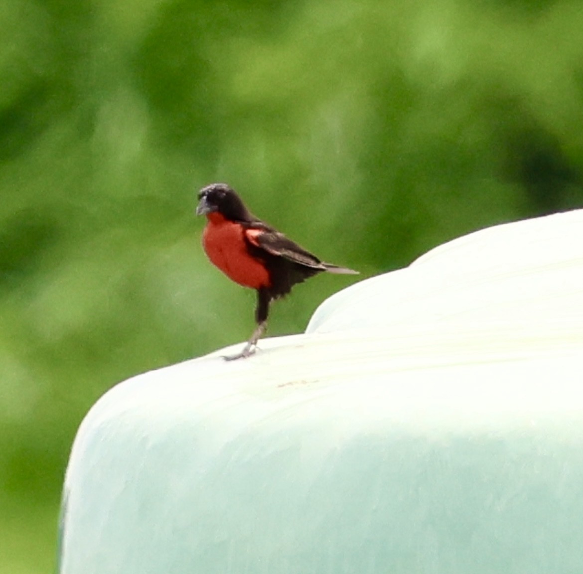 Red-breasted Meadowlark - ML620470455