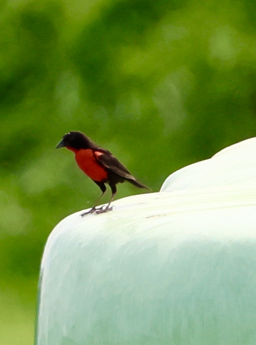 Red-breasted Meadowlark - ML620470456