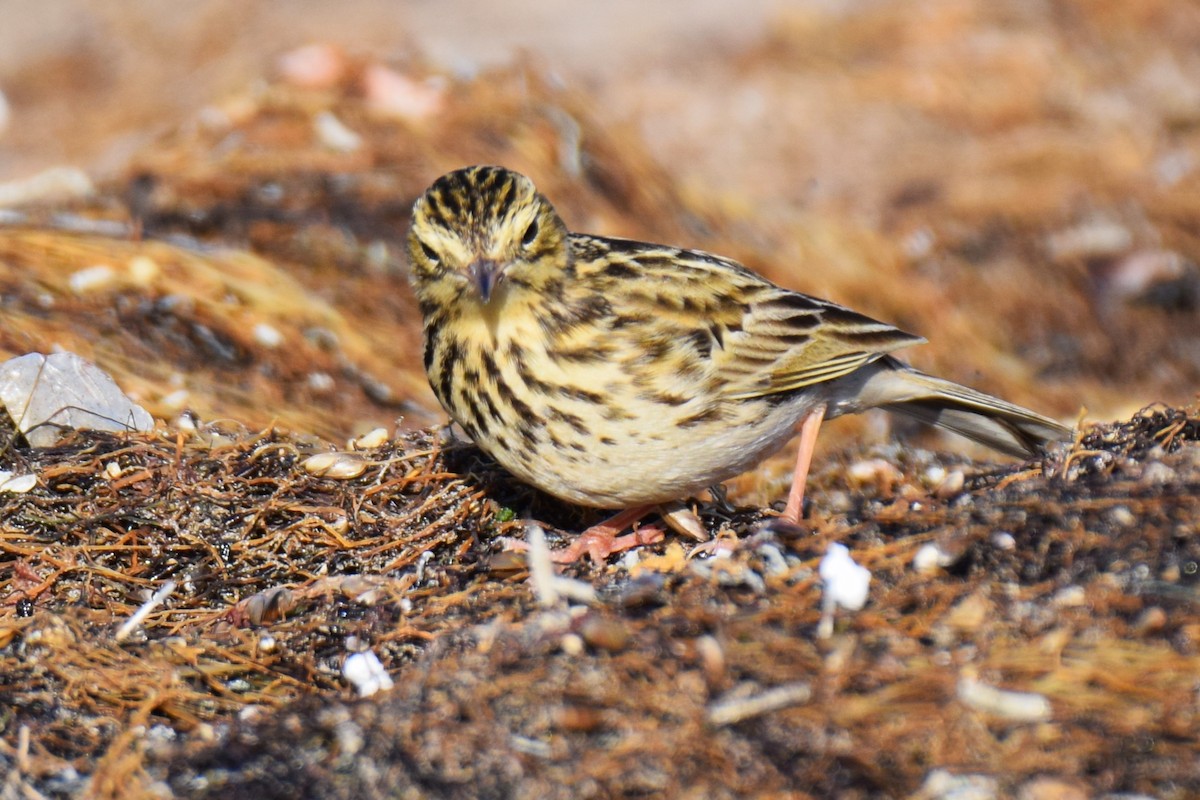 Correndera Pipit - Laura Valdivia Dubo - REDAVES