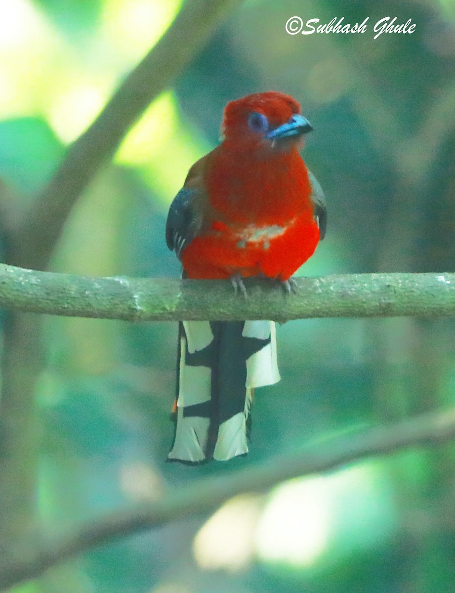 Trogon à tête rouge - ML620470470