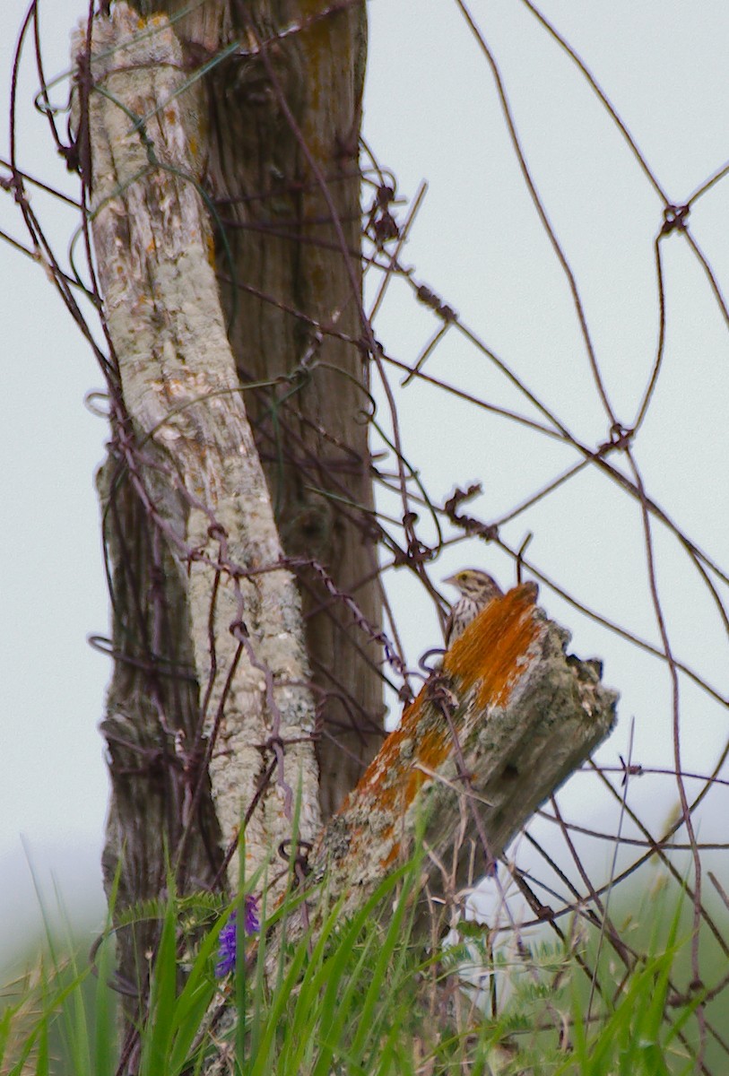 Grasshopper Sparrow - ML620470472