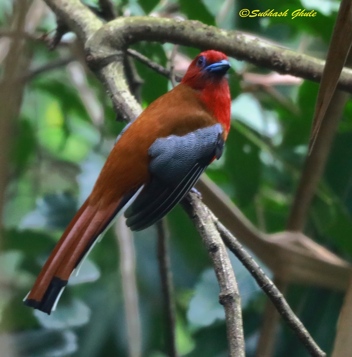 Trogon à tête rouge - ML620470474