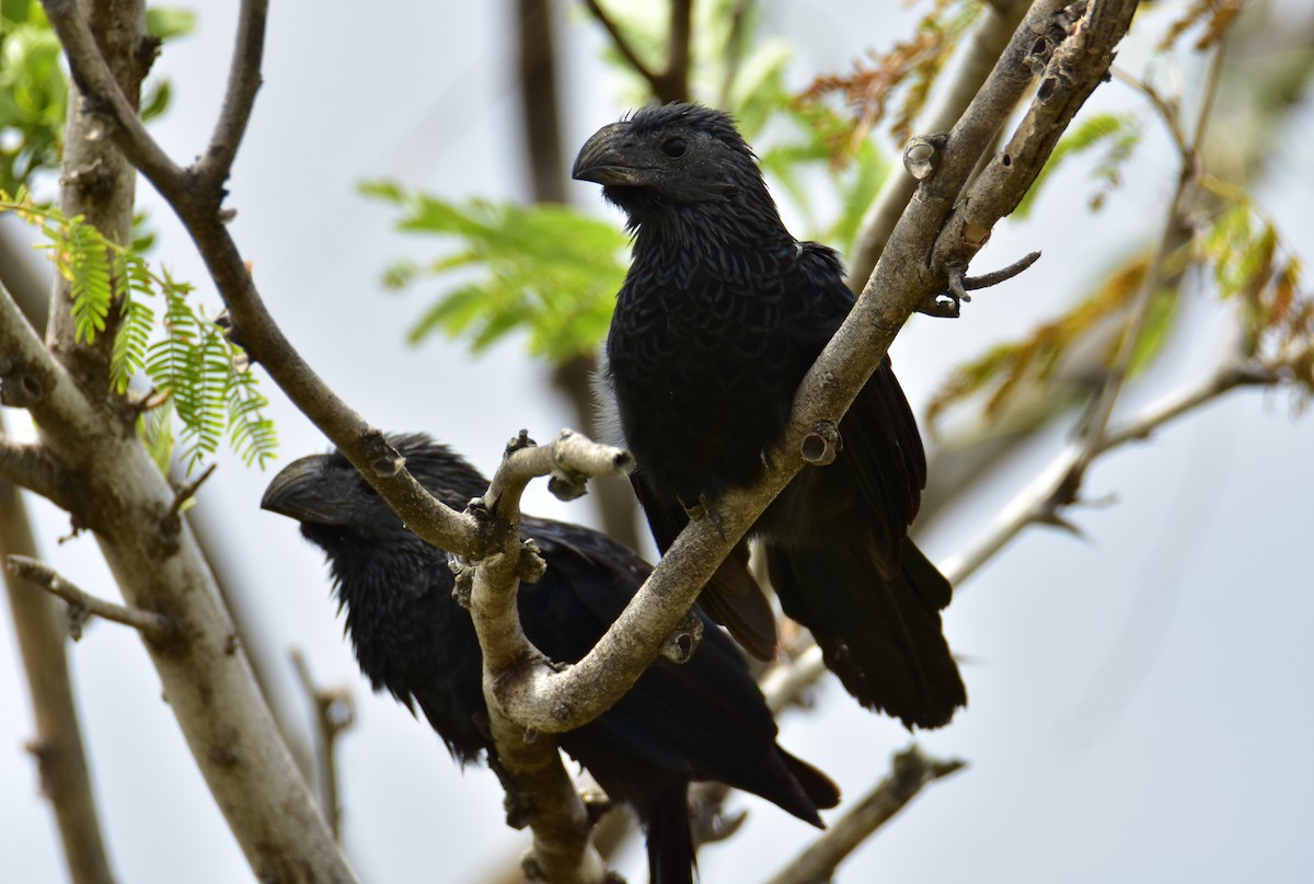 Groove-billed Ani - ML620470475