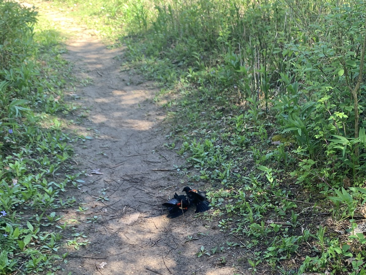 Red-winged Blackbird - ML620470476