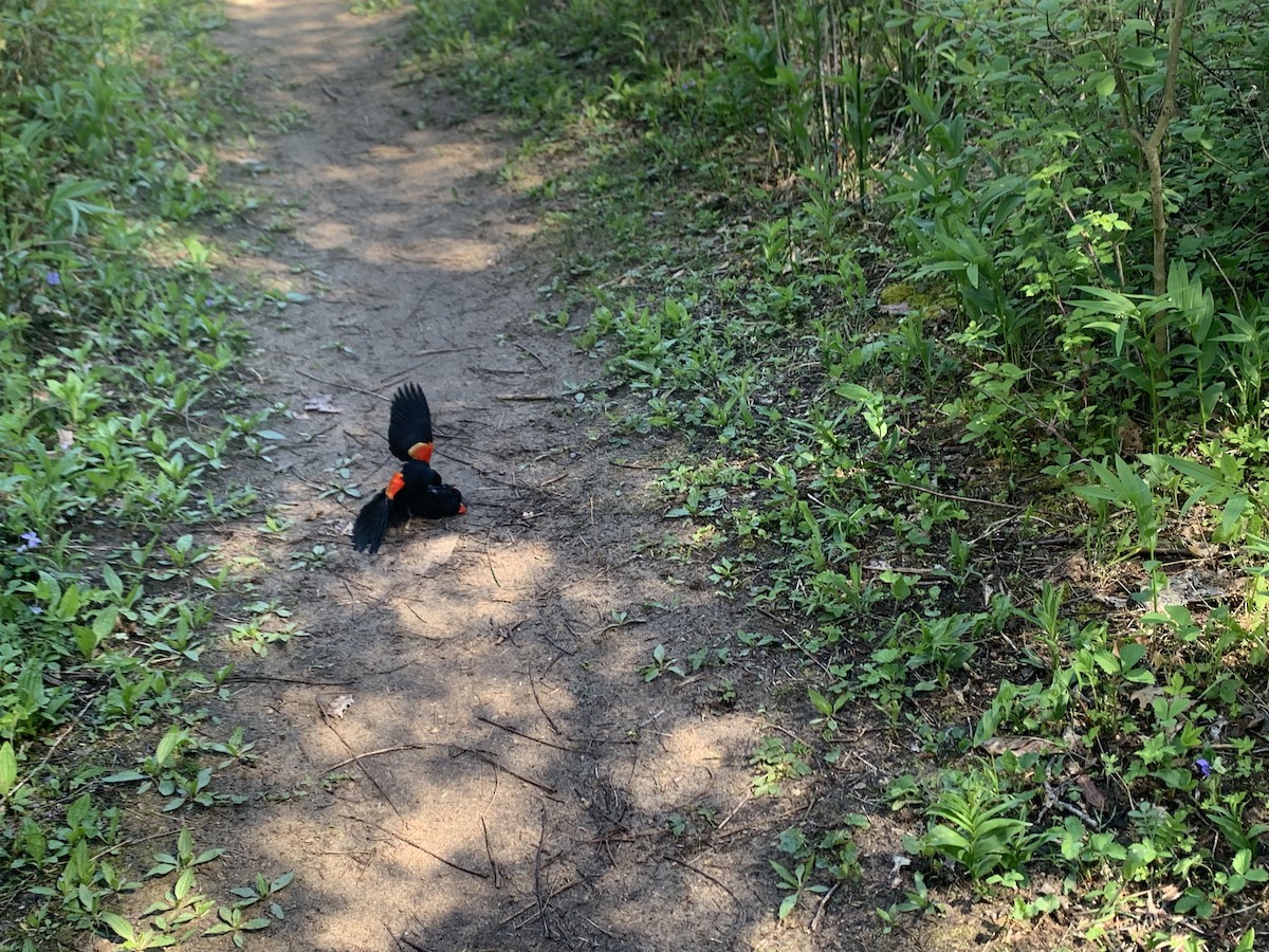 Red-winged Blackbird - ML620470478