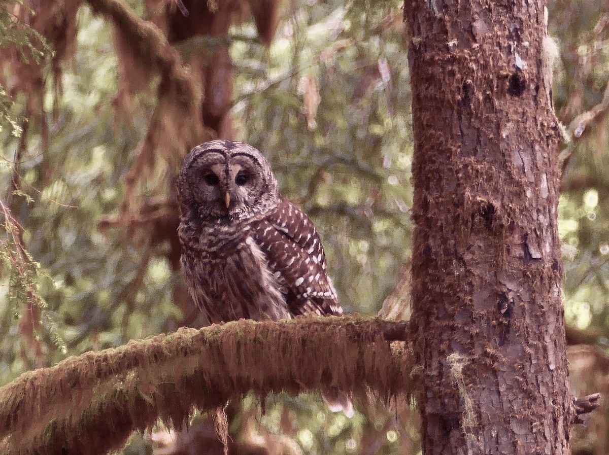 Barred Owl - ML620470479