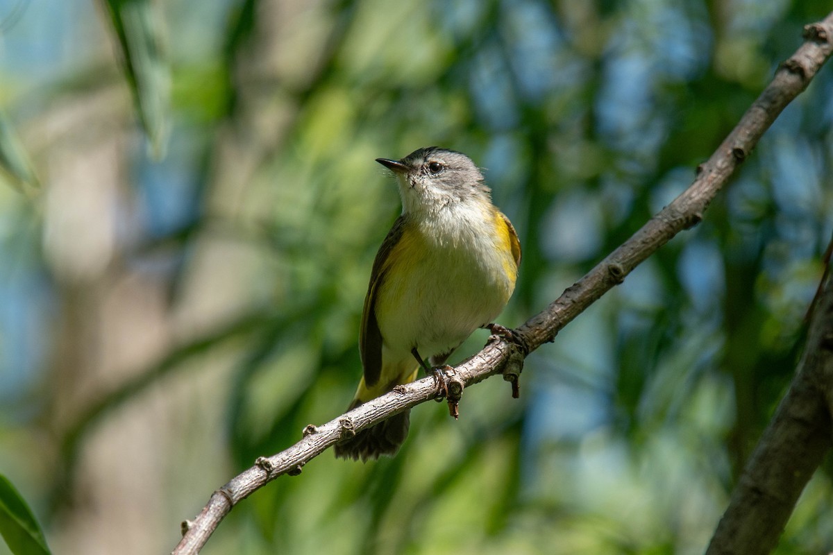 American Redstart - ML620470480