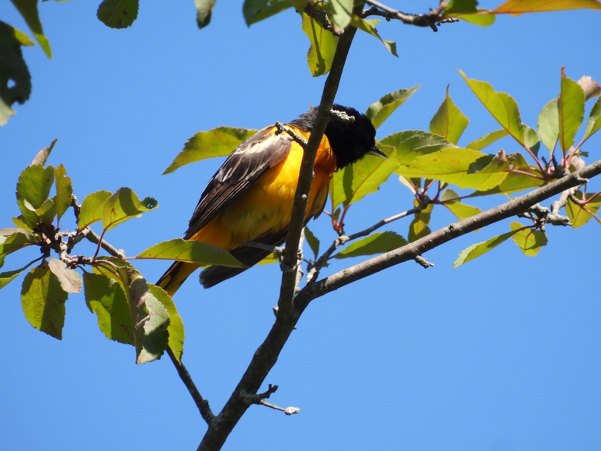 Baltimore Oriole - ML620470484