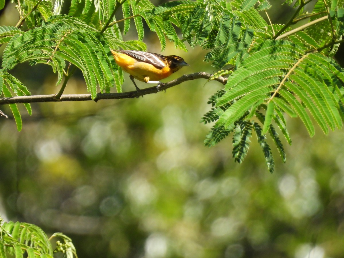 Baltimore Oriole - ML620470486