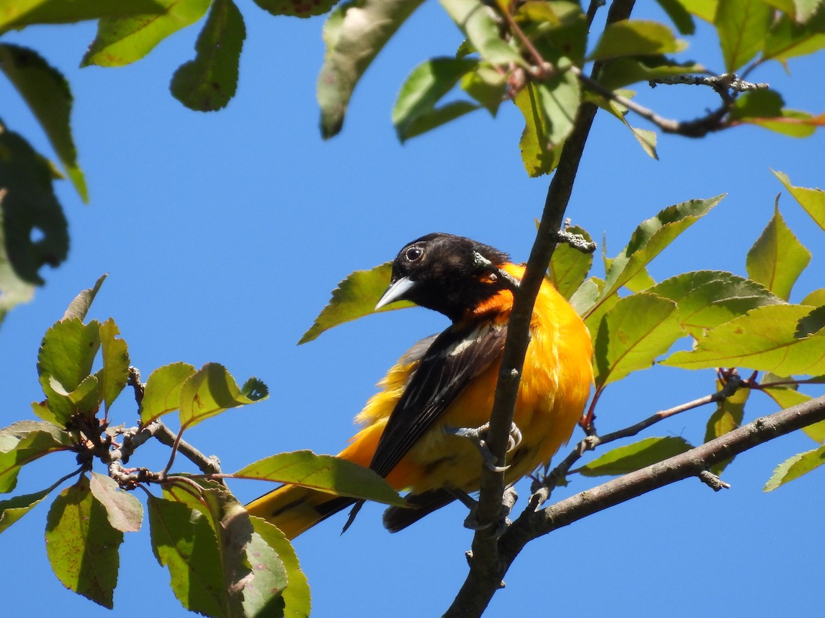 Baltimore Oriole - ML620470487