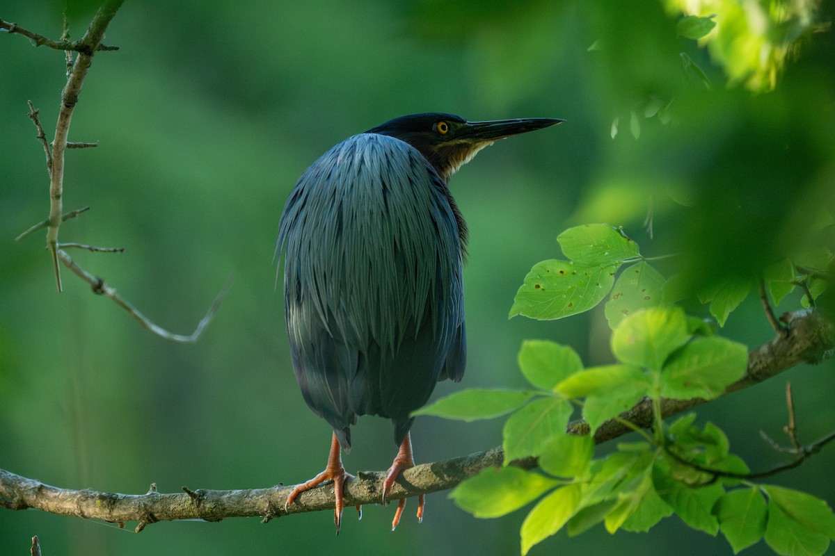 Green Heron - ML620470491