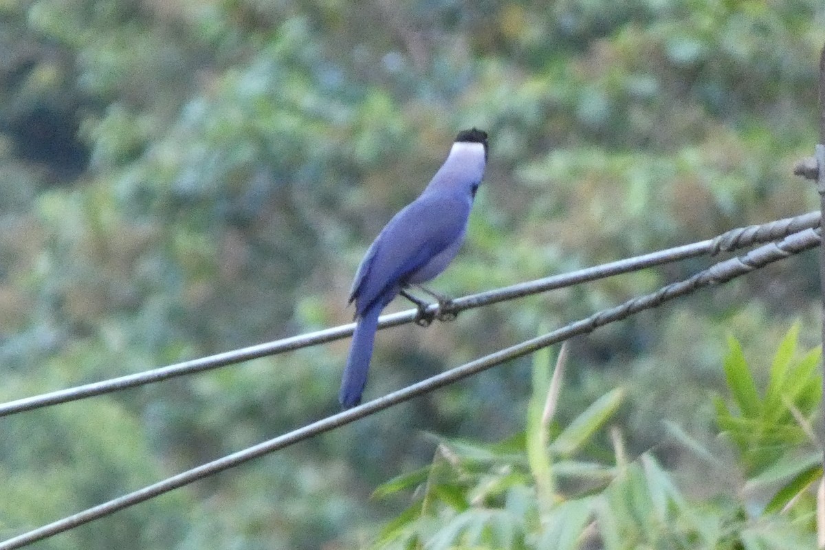 Violaceous Jay - ML620470492