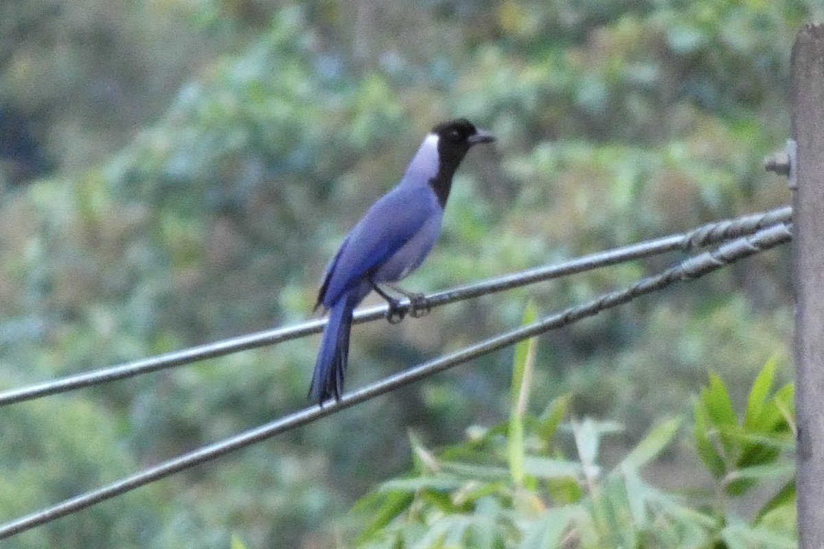 Violaceous Jay - ML620470493