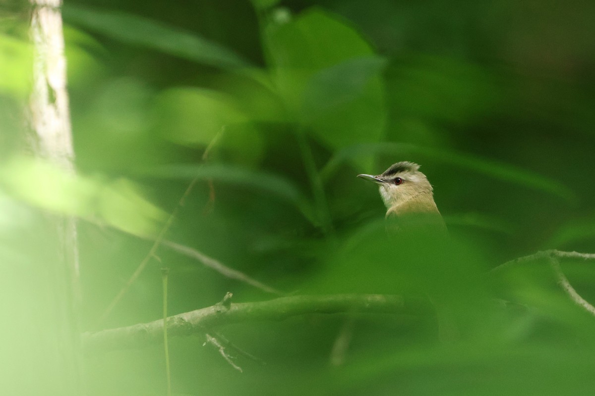 Vireo Ojirrojo - ML620470495