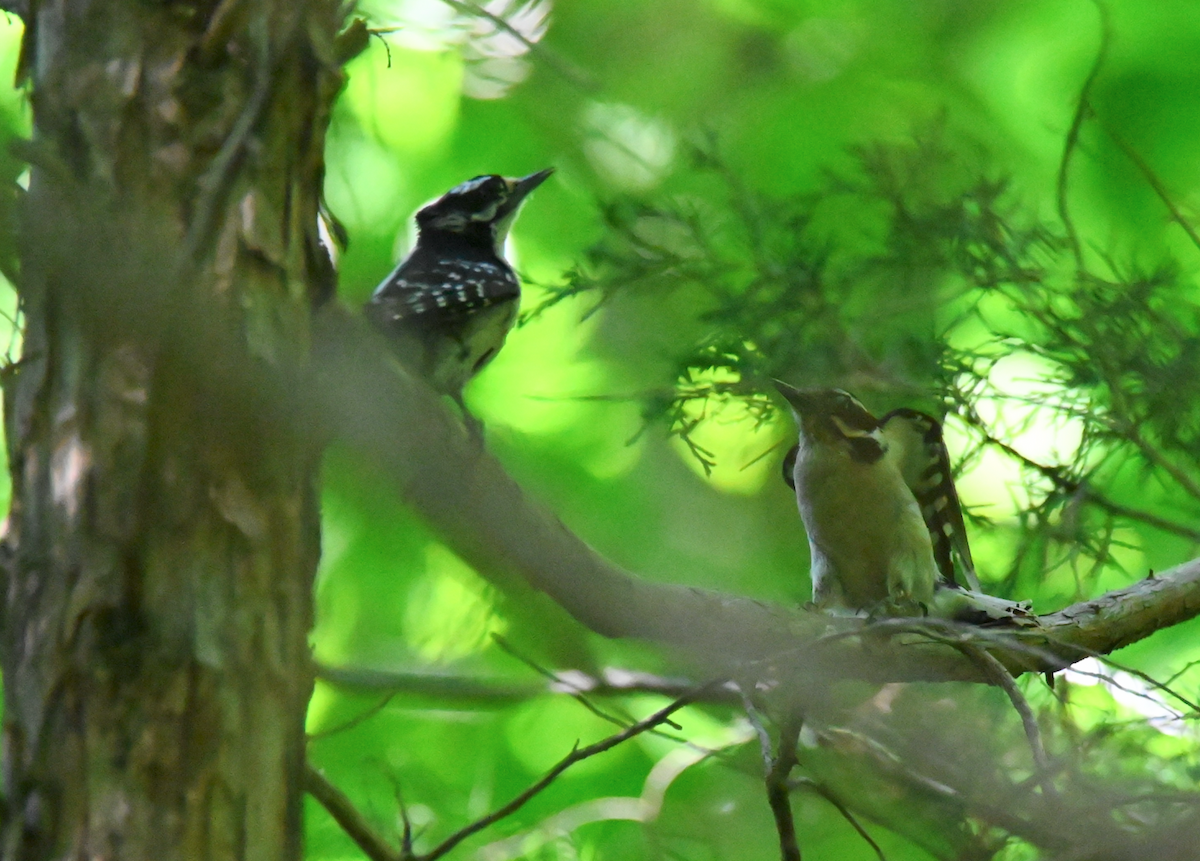 Hairy Woodpecker - ML620470497