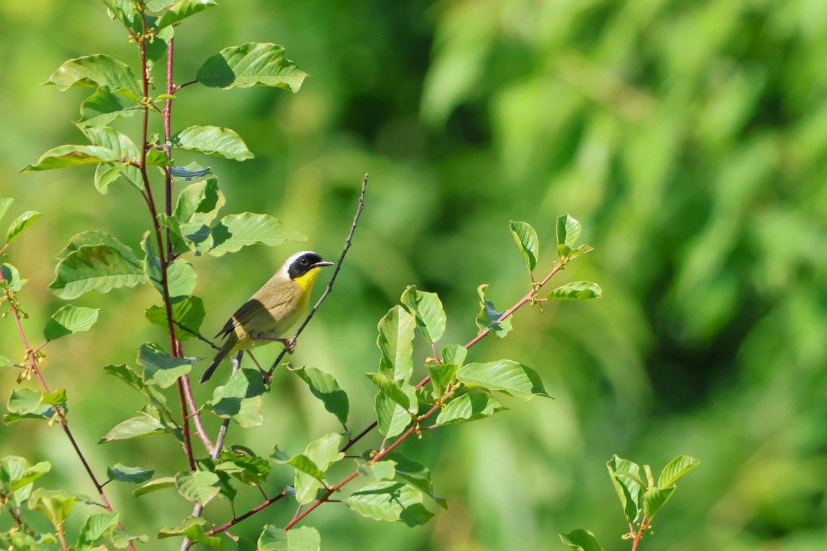 Yellow Warbler - ML620470502