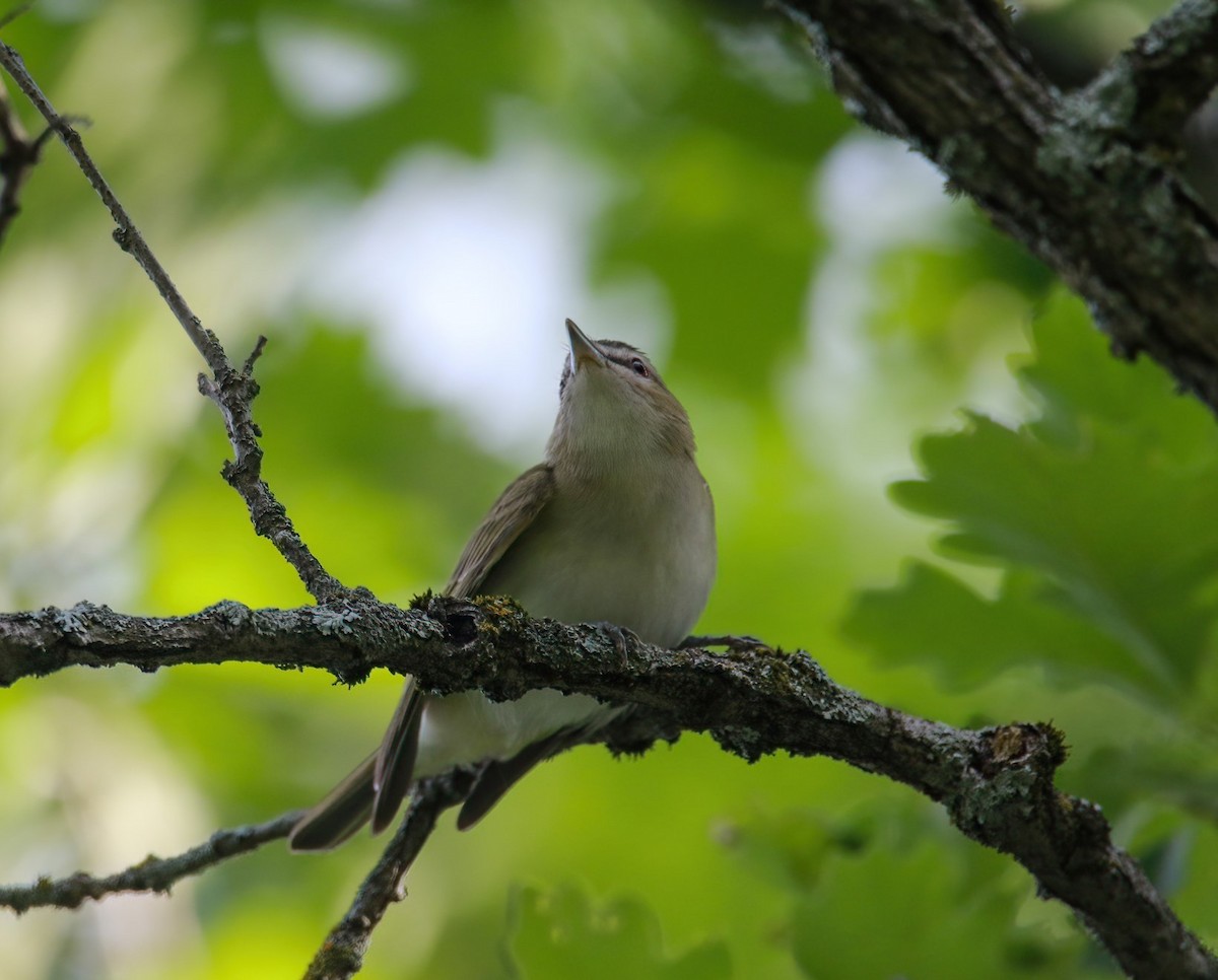 Red-eyed Vireo - ML620470504