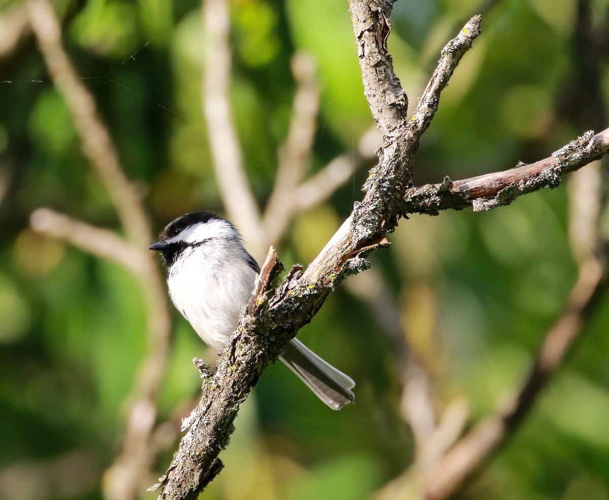 Black-capped Chickadee - ML620470508