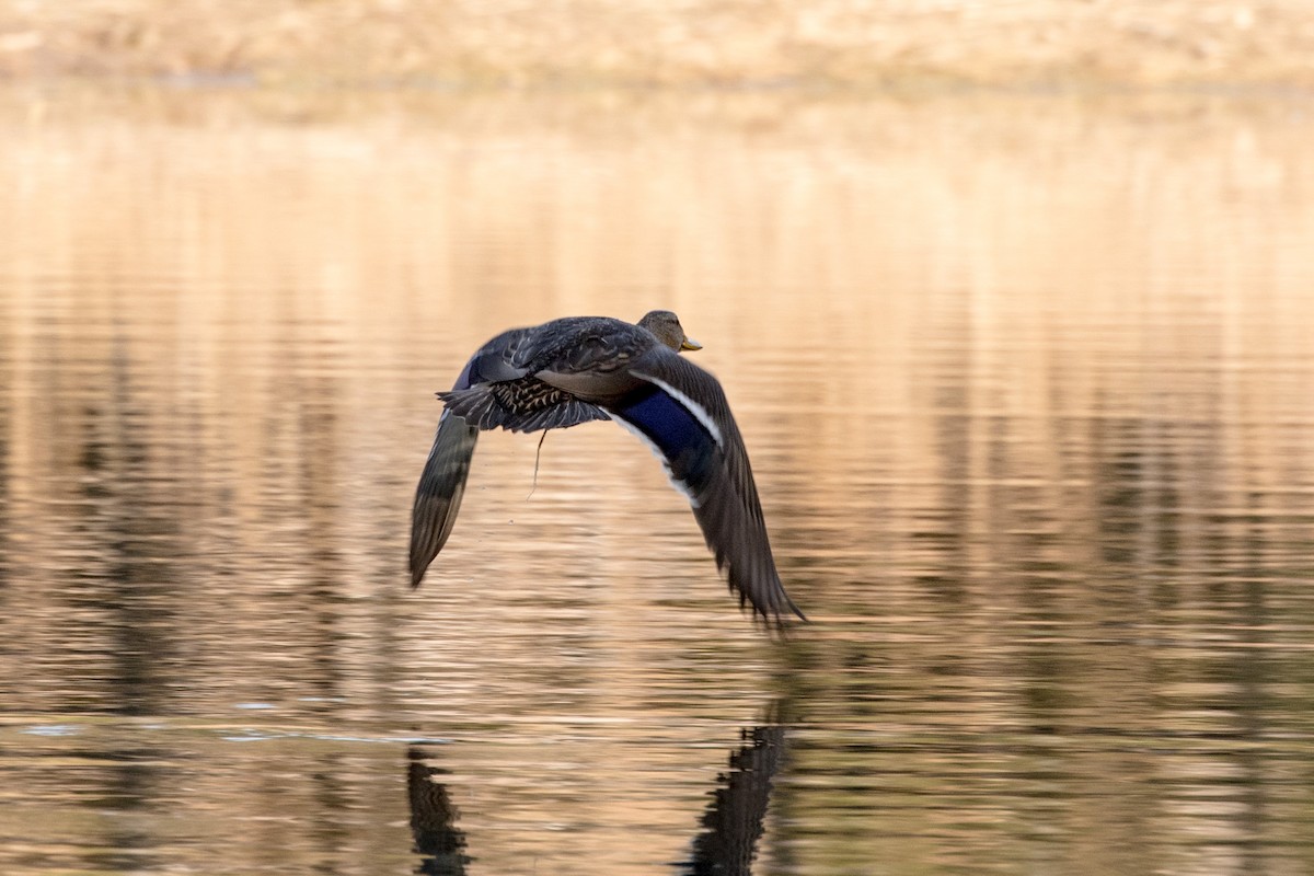 Mexican Duck - ML620470511