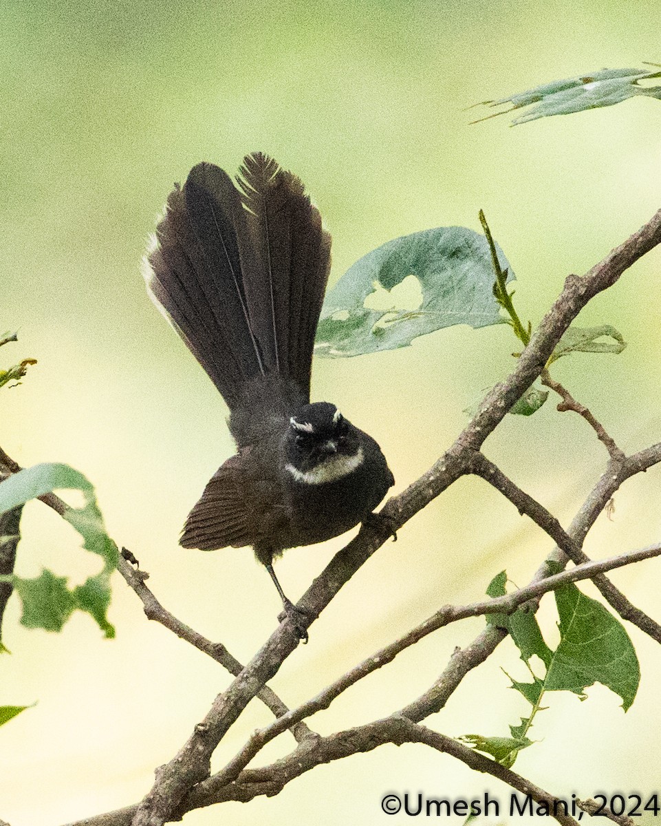 White-throated Fantail - ML620470513