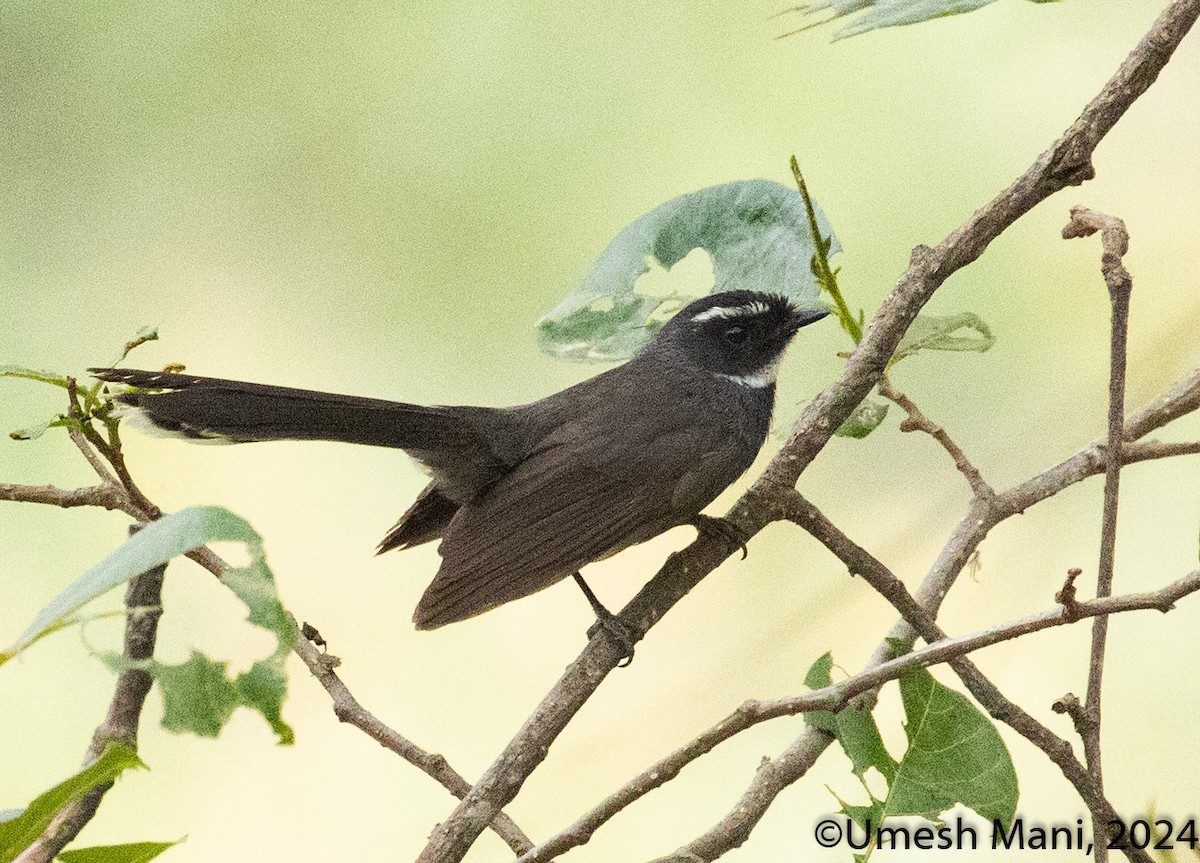 White-throated Fantail - ML620470514