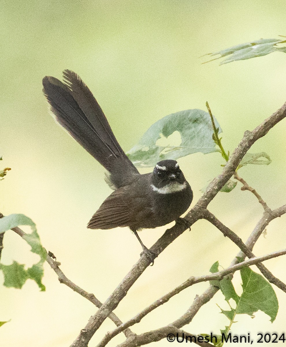 White-throated Fantail - ML620470515