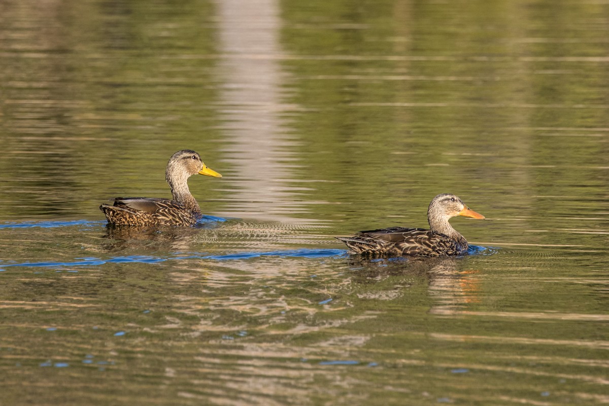 Mexican Duck - ML620470522