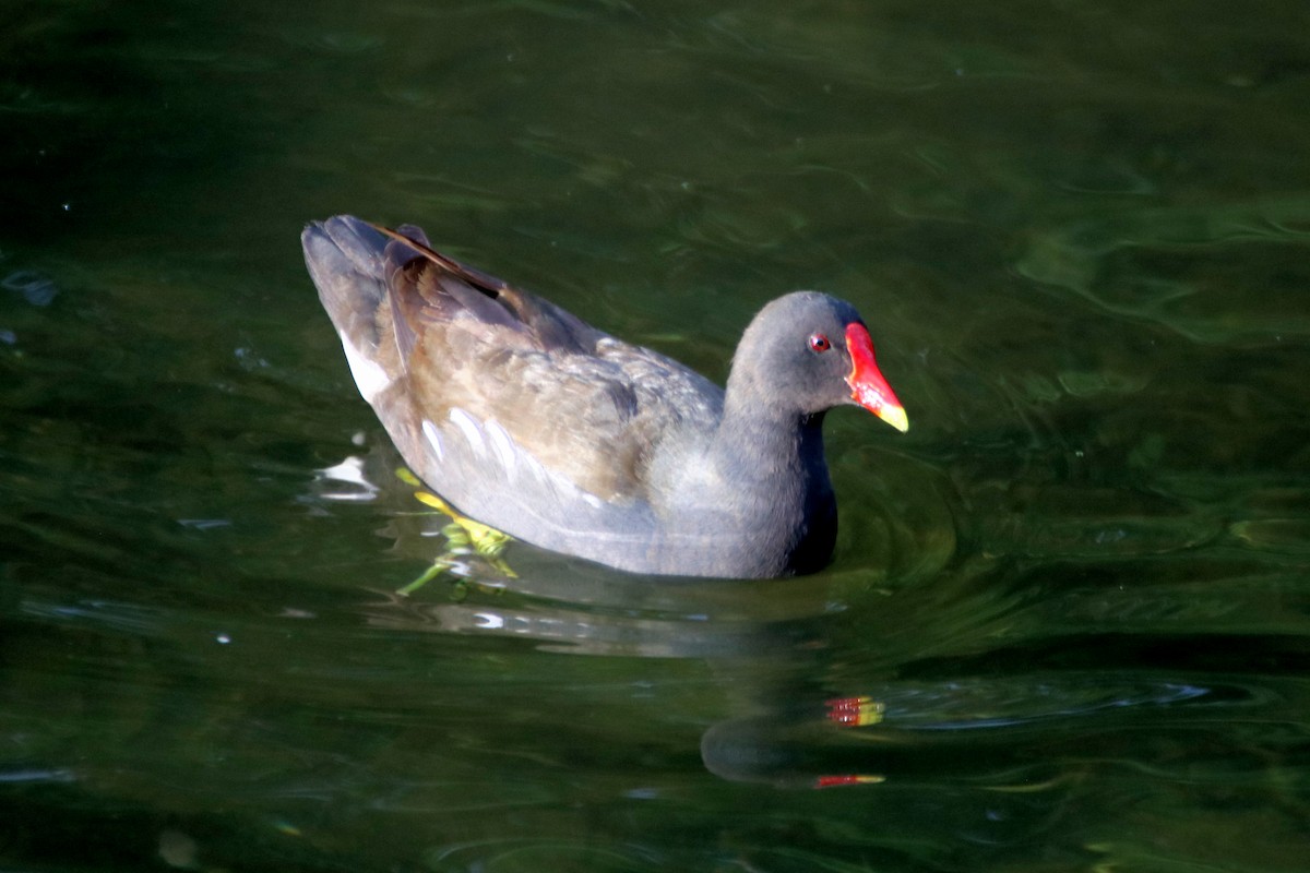 Eurasian Moorhen - ML620470523