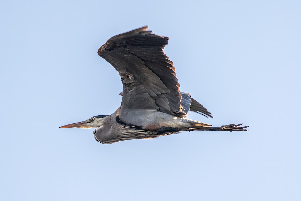 Great Blue Heron - ML620470525