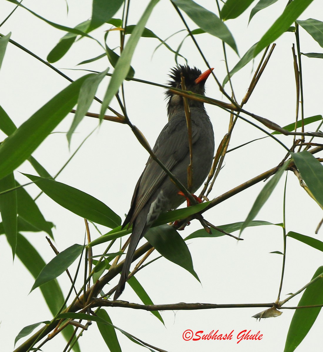 Bulbul Negro - ML620470526