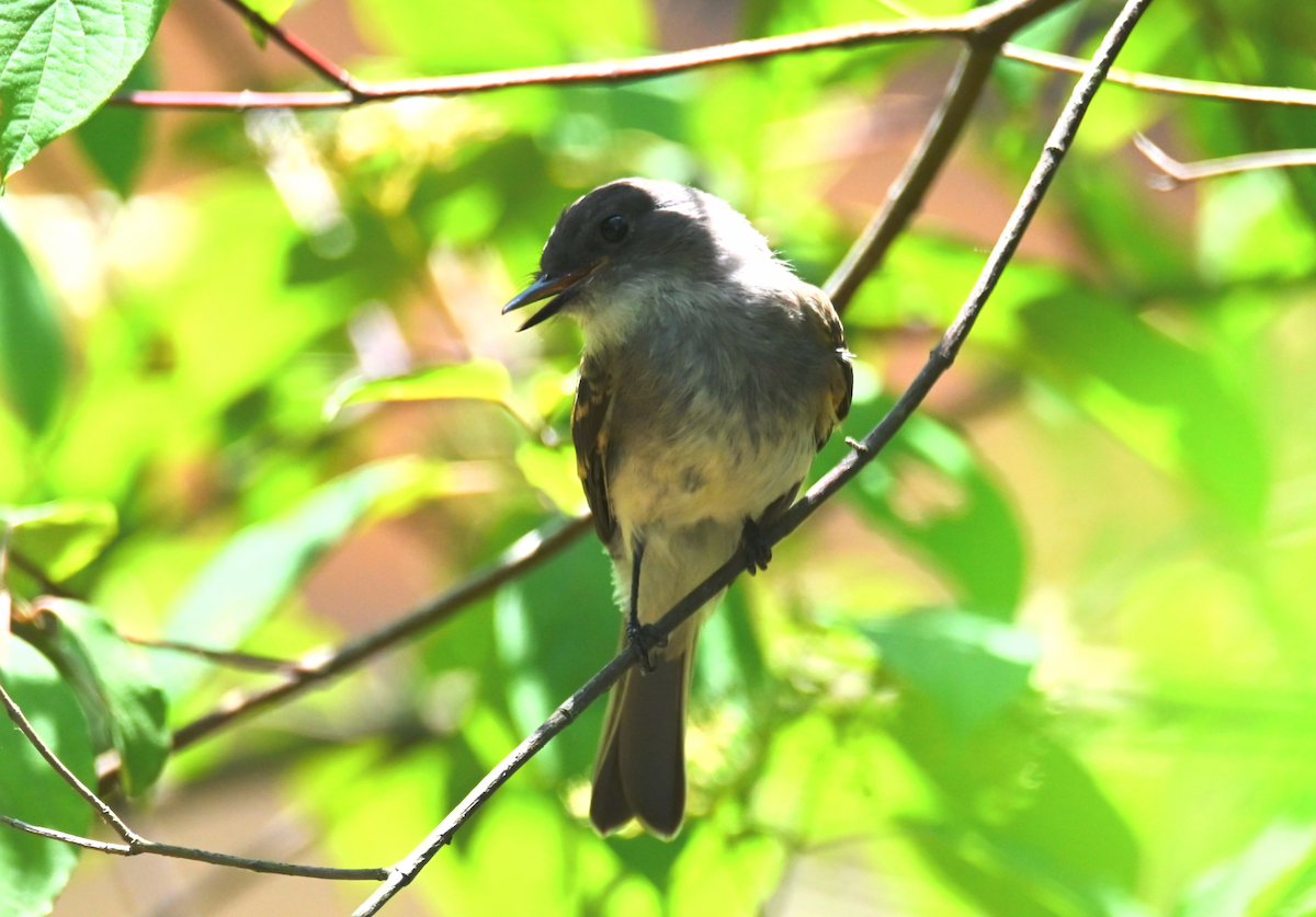 Eastern Phoebe - Heather Buttonow