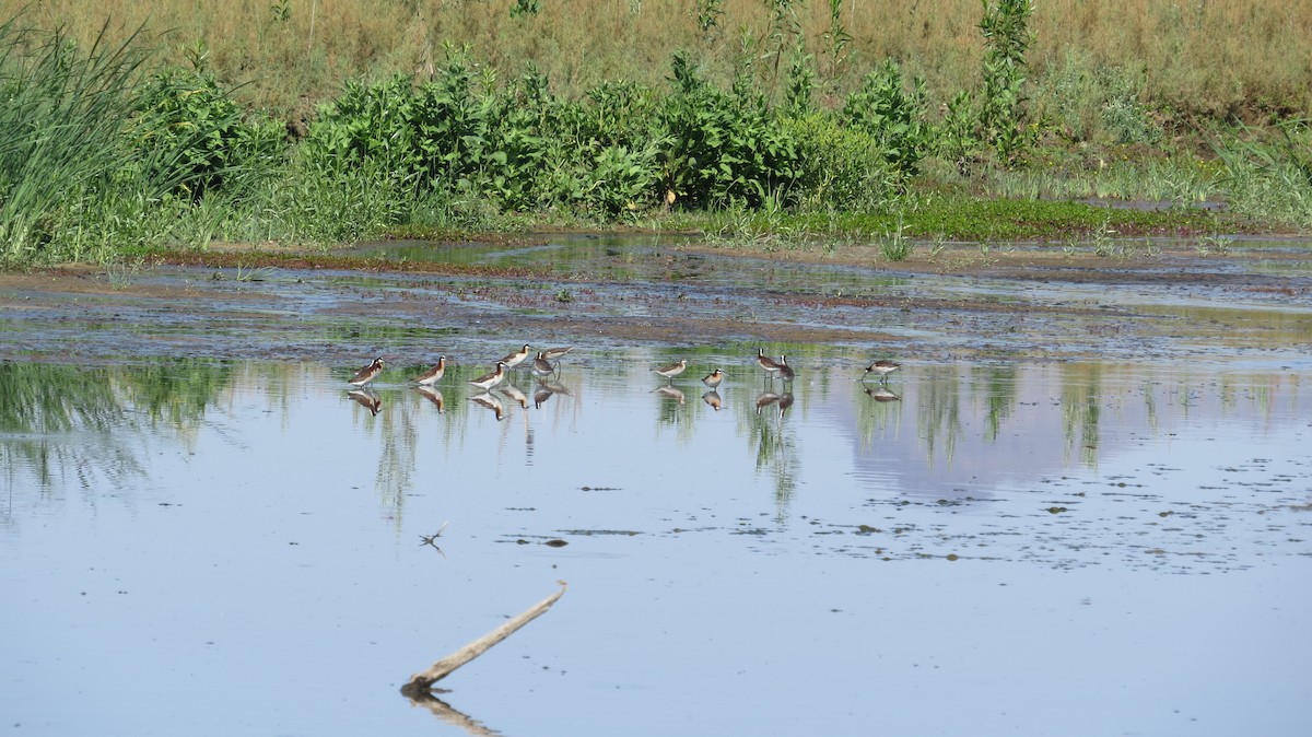 hvithalesvømmesnipe - ML620470537