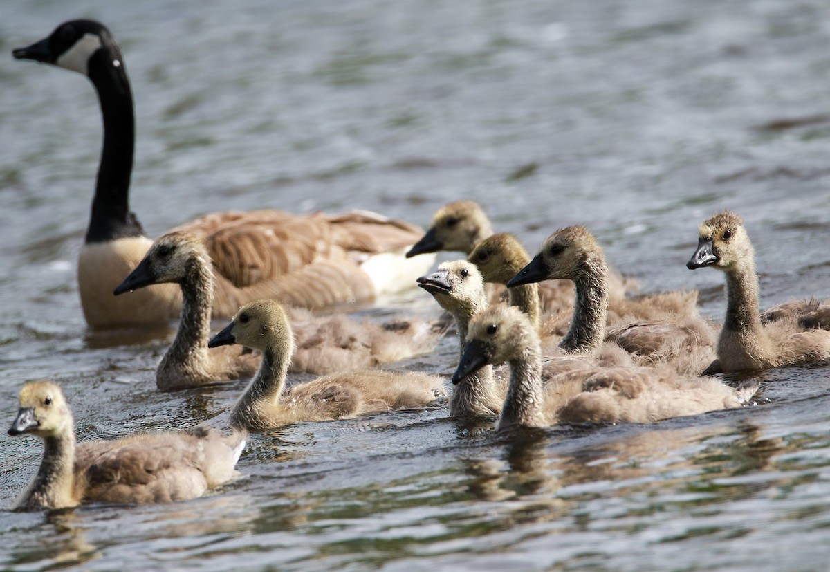 Canada Goose - ML620470538