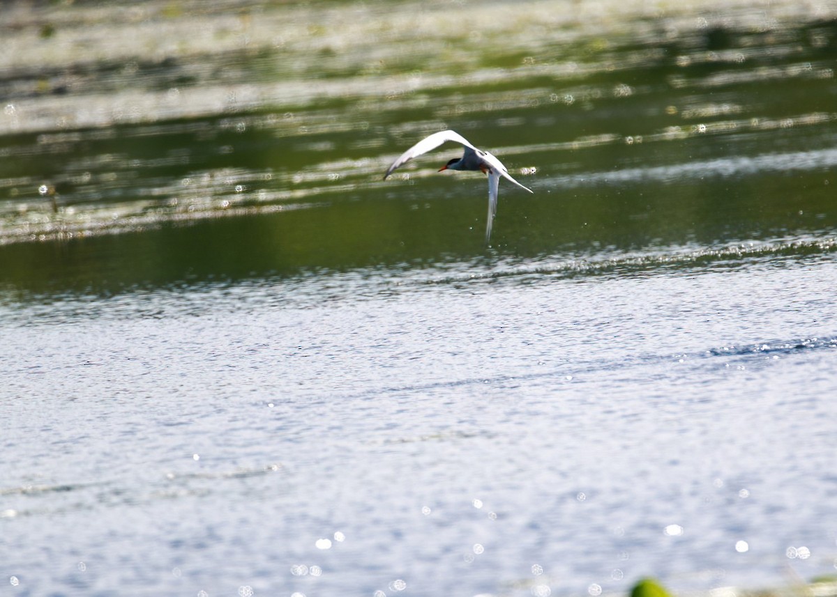 Common Tern - ML620470546