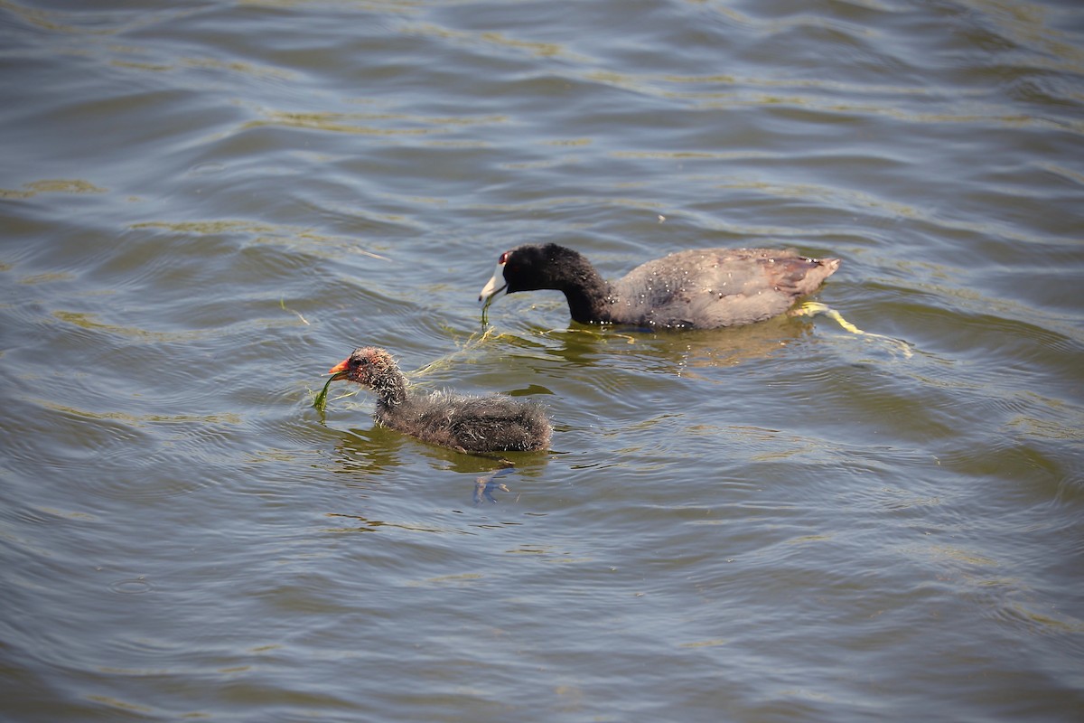 American Coot - ML620470549