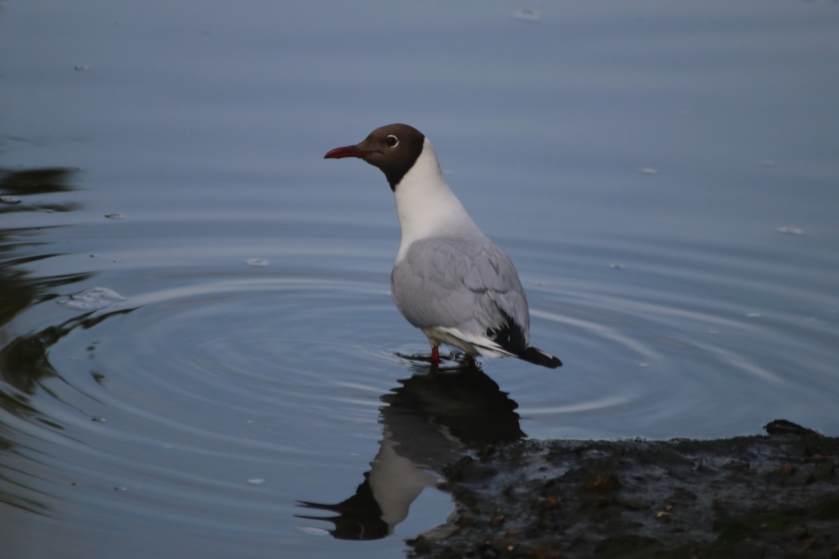 Mouette rieuse - ML620470551