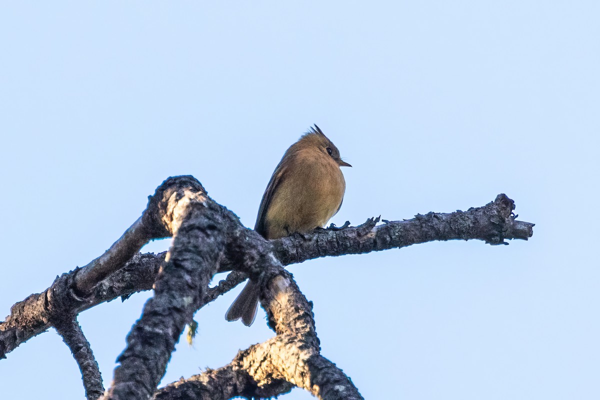 Tufted Flycatcher - ML620470553