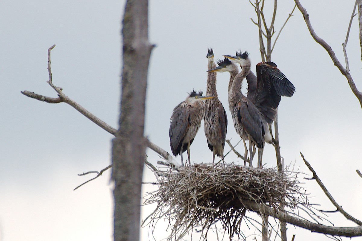 Great Blue Heron - ML620470558