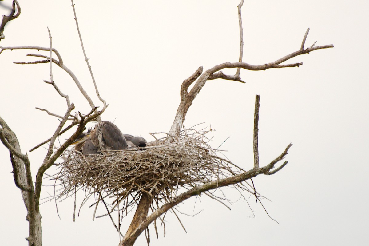 Great Blue Heron - Rick Beaudon