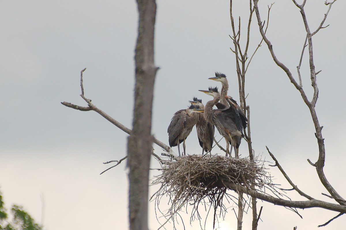 Great Blue Heron - ML620470561