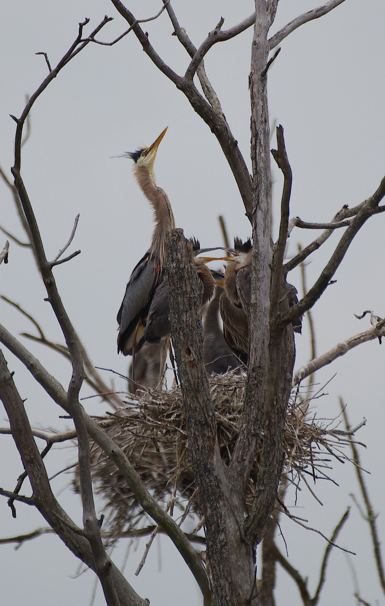 Great Blue Heron - ML620470562