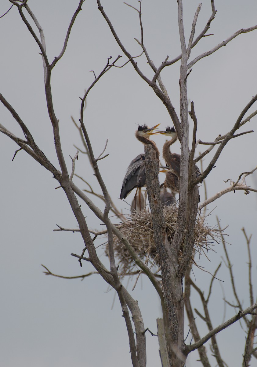 Great Blue Heron - ML620470564