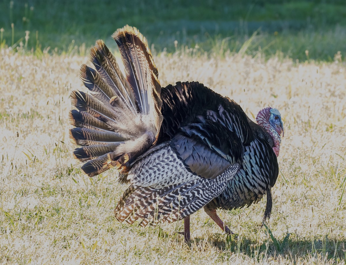 Wild Turkey - ML620470565