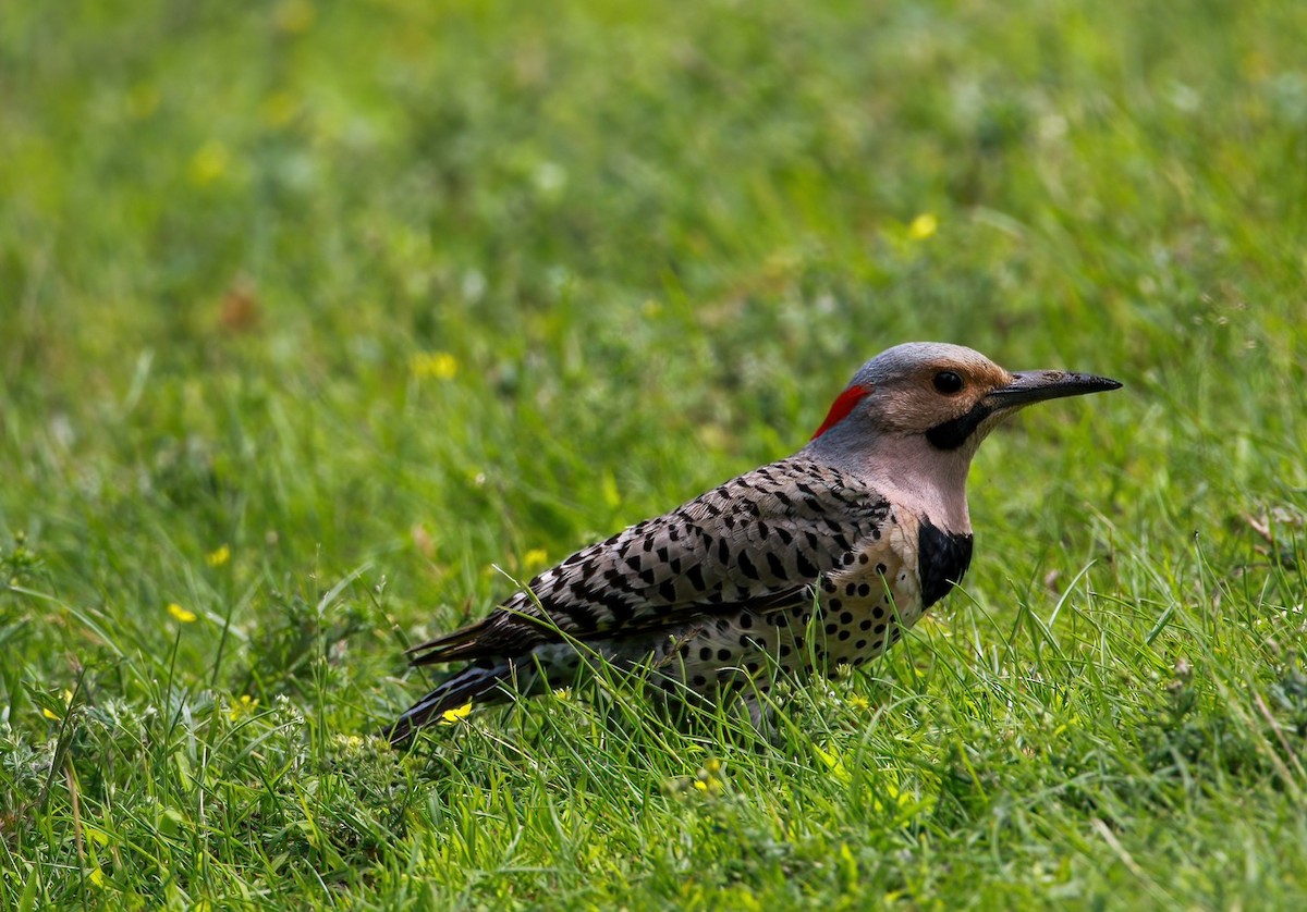 Northern Flicker - ML620470567