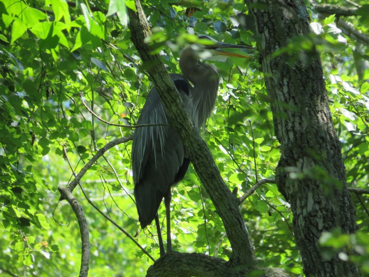 Great Blue Heron - ML620470570